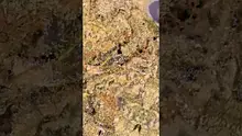 Big Bud Reviews Video Thumbnail
