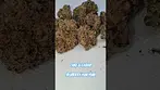 Cake & Caviar Blueberry Yum Yum #shorts #shortvideo #cannabiscommunity #cannabiseducation #420