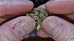 Kootenay Quantum Crystal Caviar Part 1: BUDS & TASTE