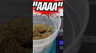 Apricot Cream & Cheese by AAAA, cultivated by Lot420. Straight out of the bag 11%THC 16%CBD