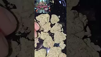 Lot420 AAAA Garlic Zkittlez T28 Azztecmedia Reviews 