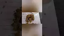 For The Buck Video Thumbnail