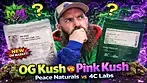 OG Kush VS Pink Kush... Who actually Wins?