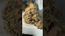 Vybzz 420 Video Thumbnail