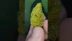 Sonic Lemon Fuel 34%thc.... M.P.C