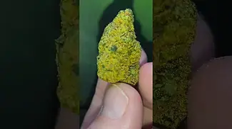 Sonic Lemon Fuel 34%thc.... M.P.C