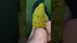 Video Thumbnail: THC Bunny