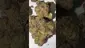 Video Thumbnail: Medi Blaze