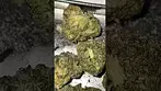 Ceres No 2 Slurricane Mint T27% Review #ukmedicalcannabis #medicalcannabis