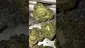 Video Thumbnail: LoudConnoisseur