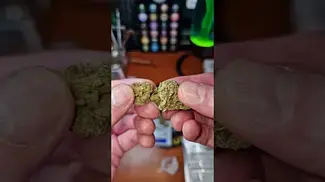 High Greens Lemon Diesel Fritter 72% Humidity PRESS TEST