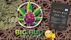 AAAA Gelato #33 by Lot 420 T26 - Medical Cannabis Review