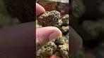 Pave Runtz T28 NUGS 2 | UK Medical Cannabis #ukmedicalcannabis #cannabiseducation