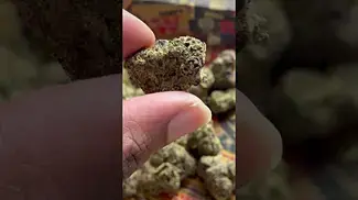 Pave Runtz T28 NUGS 2 | UK Medical Cannabis #ukmedicalcannabis #cannabiseducation