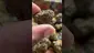 Video Thumbnail: Master S BTB
