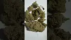 4c Labs Mac1 #medicalcannabis 27% thc (strong day smoke)