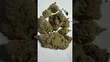 Strange Life 420 Video Thumbnail