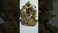 Video Thumbnail: Strange Life 420
