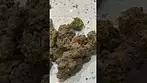 Cookies  Hawaiian Rain 31%