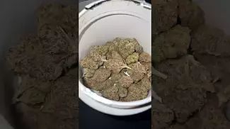 Adven cura-t11 ( La kush cake )