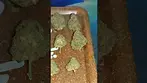 Mamedica Purple Punch out the bag