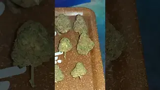 Mamedica Purple Punch out the bag