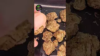 SKA-2 SKA DBC THC 27% CBD 1% CANNABIS FLOWER 10G Double bakedcake #medicalcannabis #medicalmarijuana