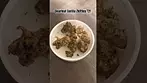 Clearleaf Gorilla Zkittles T21 Review #medicalcannabis #ukmedicalcannabis