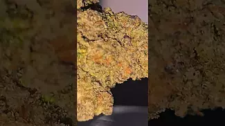 UK MEDICAL FLOWER - CALI X BISCOF - T24 BISCOTTI - CLOSEUP FIRST LOOK