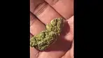 SUDZ by Muzo T27 | NUGS  #ukmedicalcannabis #strain #strainreview
