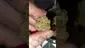 Video Thumbnail: WestPacks420