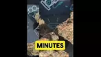 Big Narstie PM T26 Purple Milk Review 