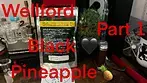 Part 1 Wellford Luma BPI T28 Black Pineapple Medical Cannabis Flower