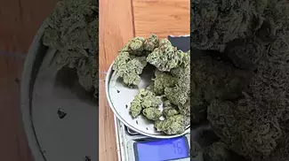 UK Medical Flower Review - AAAA GELATO 33 - T26 - 1ST LOOK OUT THE BAG - LOVELY COLOURS AND SMELL