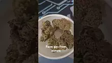 Eazypax420 Video Thumbnail