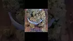 Supreme Diesel - Green Karat SD #medical #cannabis #uk #alternaleaf #curaleaf #review #educational