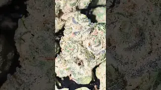 CRAFT BOTANICS BERRY CHEESECAKE (UK PRESCRIPTION MEDICATION)
