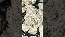 PrescribedBouquet Video Thumbnail