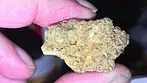 Aurora Pedanios T25 Frozen Lemon Haze - Pine - Lime peel - Lemon Zest - Sweet Sorbet on exhale