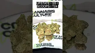 UK MEDICAL FLOWER | UPSTATE SCOOPS #420community #420 #uk #cbpm #ukmedicalcannabis #canada #cbd