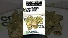 Cannabis Culture  Video Thumbnail