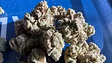 Medical Bud Reviews Video Thumbnail