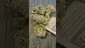 Video Thumbnail: strange life420