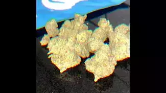 Uk Medical Cannabis Product Review : Cookies - Hawaiian Rain
