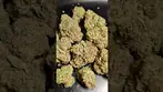 UPSTATE FIGHT CLUB (UK PRESCRIPTION MEDICATION)