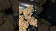 PrescribedBouquet Video Thumbnail