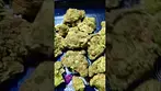 THEREISMOS BLD Blue Dream  ( UK PRESCRIPTION MEDICATION)