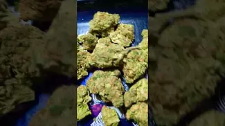 THEREISMOS BLD Blue Dream  ( UK PRESCRIPTION MEDICATION)