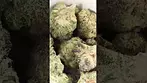 SUNDAZE GOLD BUD (UK PRESCRIPTION MEDICATION)