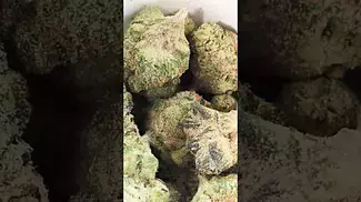SUNDAZE GOLD BUD (UK PRESCRIPTION MEDICATION)